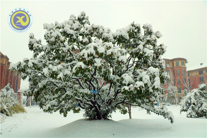 梅雪盼冬來，微笑迎春歸(圖4)