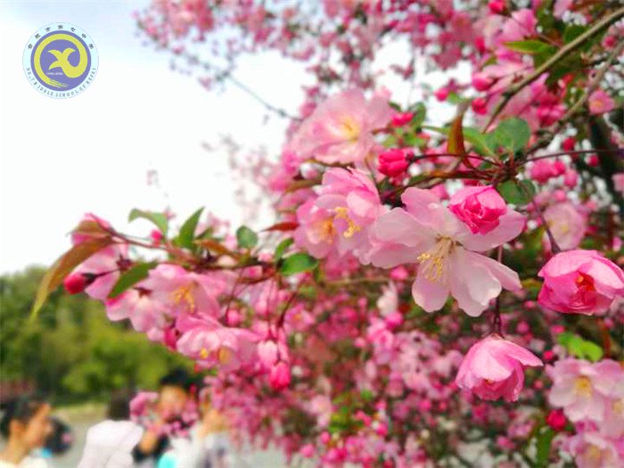 春風(fēng)依舊，又是一年桃花香(圖2)