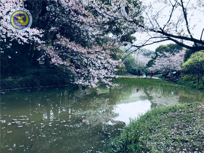  其時櫻花爛漫，詩書彌香(圖1)