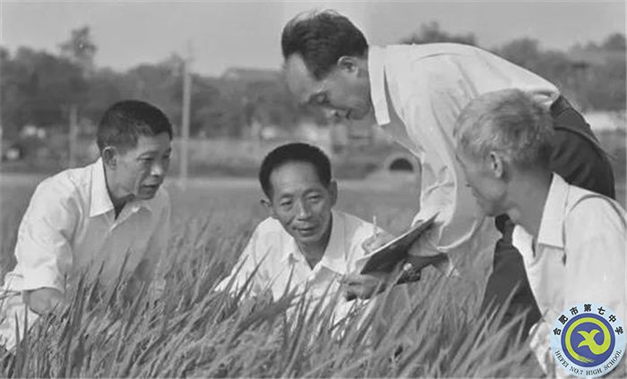 △1980年10月，袁隆平團(tuán)隊(duì)攻克制種關(guān).jpg